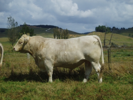 Auahi Sire.JPG